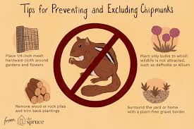 Here are four ideas for getting rid of chipmunks if they've decided your garden is a nice place to live or grab a snack. 4 Good Ways To Get Rid Of Chipmunks
