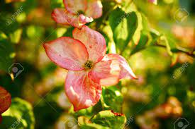 We did not find results for: Flowering Tree In Washington State Usa Pink Flowers Closeup Stock Photo Picture And Royalty Free Image Image 14701220