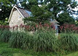 The ever popular miscanthus sinensis grasses have escaped cultivation and become invasive in pockets in southern ontario and in quebec and in 26 of the united states. Picture Of Miscanthus Sinensis Goliath Grasses Garden Hedges Grass
