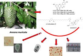 Image result for Annona muricata