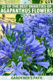 25 Of The Best Agapanthus Cultivars Gardener S Path