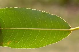 Image result for Shirakiopsis