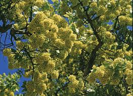 Image result for Ochna pulchra