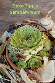 Deko Ideen Und Wichtige Hintergrund Infos Zu Sempervivum Pflanzen Auch Hauswurz Oder Dachwurz Gennant Pflanzen Sempervivum Hauswurz Pflanzen
