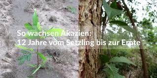 Compact plus alemán © harpercollins publishers 2007 So Wachsen Ihre Akazien Zwolf Jahre Wachstum Vom Setzling Bis Zur Ernte Forestfinance Blog