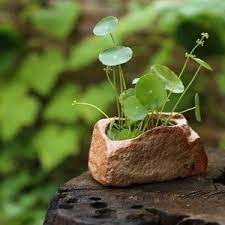 特价景德镇陶瓷石头花盆多肉盆水培金铜钱草盆花盆大号 water gardens diy mini garden plants