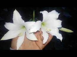 Hippeastrum Argentinum Nativo Del Noa Youtube Nativos Especies Narciso