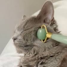 A cat getting a facial with face roller | Facebook