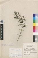 Image result for Brillantaisia pubescens