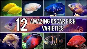 We generally consider them to be the 'original' oscar fish. Top 12 Amazing Oscar Fish Varieties Videos Youtube