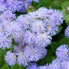 Image result for Ageratum
