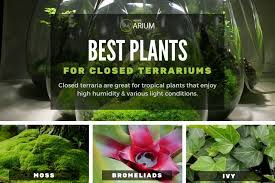 Terrarium Complete Care Guide How To Build Bantam Earth Closed Terrarium Plants Cool Plants Terrarium Plants