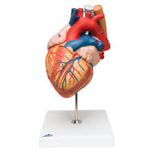 Image result for heart model