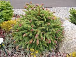 Great for limited space gardens. Picea Abies Pusch Pusch Dwarf Norway Spruce Plant Lust