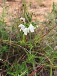 Image result for Leucas milanjiana