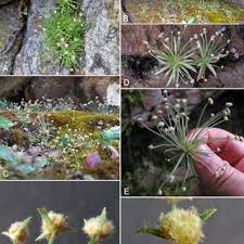 Image result for Eriocaulon bongense