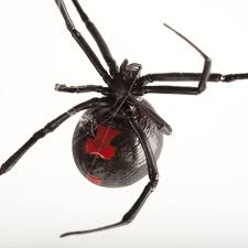 Black widow bites are rarely seen in new england, but they are not unheard of, according to the regional center for poison control and prevention people who suspect they have been bitten by a black widow spider are urged to seek immediate medical help, though death from such bites is rare. Black Widow Spiders National Geographic