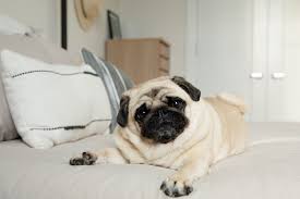 Pug: Dog Breed Characteristics & Care
