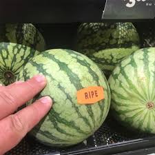 If the tendril is still green and springy, the melon is still growing. Personal Watermelon Information And Facts
