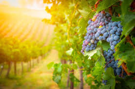 Place the vine near a stake and attach. Grape Vines For Sale Plantingtree