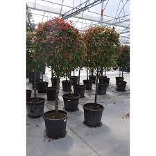 Arbres et arbustes pour balcons et terrasses. Photinia Fraseri Red Robin Boule Sur Tige