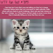 37 random cat facts you probably did not know. 16 All New Wtf Fun Facts About Animals Fun Facts About Animals Wtf Fun Facts Animal Facts