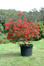 We did not find results for: Australian Native Trees Gardening With Angus