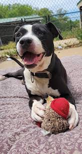 Morgan's mutts rescue & adoption center, inc. Spotsylvania Animal Shelter Home Facebook