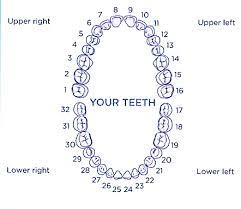 Maybe you would like to learn more about one of these? Tooth Numbers And Illustrations Pi Dental Center