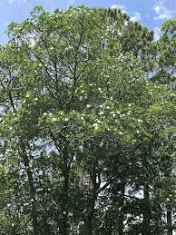 Image result for Lasianthus