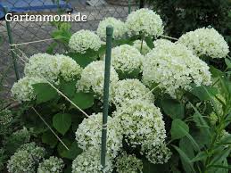 Diese frage stellen sich viele gartenliebhaber. Hortensien Pflegen Und Schneiden Gartenmoni Altes Wissen Bewahren