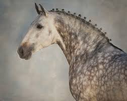 What is a famous mustang horse? Horse Campline Launches Stallion Catalogue Featuring Serious Lusitano Horse Power