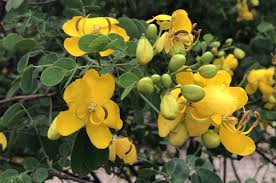 Image result for Senna bicapsularis