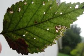 Image result for Stigmella confusella