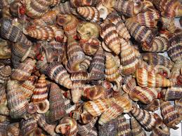 Tos kan kemudian kerat bahagian bucu siput. Cara Membersihkan Siput Sedut Sebelum Dimasak