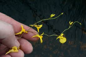 Image result for Utricularia scandens