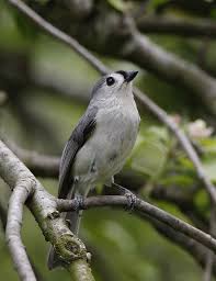 Birds With Tufted Heads This Little Gray Bird Is A Tufted Titmouse And A Frequent Visitor To My Feeders You Can T See It In This Photo But With Images Most Beautiful Birds Birds Beautiful Birds