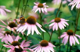 The cottage farms risk assessment states the measures we are taking to mitigate the spread of the coronavirus. Coneflower Better Homes Gardens