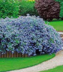 Ceanothus Blue Fashion 1a Pflanzen Baldur Garten