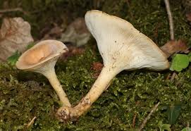 Image result for Clitocybe multiceps