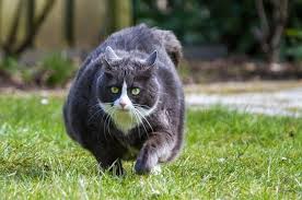 Apabila kucing anda terlihat malas atau tidak nafsu makan, maka anda dapat mencoba memberinya asupan kuning telur. Cara Alami Dan Murah Menggemukkan Kucing Kesayangan
