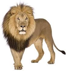 Select the image file you want to convert to pdf. Lion Picture Free Stock Photos In Image Format Jpg Size 3552x3182 Format For Free Download 1 18mb