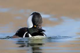 Birds Of Northern Illinois Birds In Northern Illinois Chromik Illinois Animals Birds