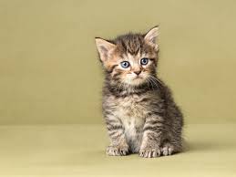 Picture of thoughtful cute kitten. Fairfax Cat Photographer Kittens 7701