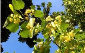 Felicitari si imagini de rusalii pentru familia si prietenii tai! Ramurile De Tei È™i Nuc De La Rusalii Ce SemnificÄƒ È™i Ce Facem Cu Ele DupÄƒ Ce Se UsucÄƒ È™tiri Din Bucovina