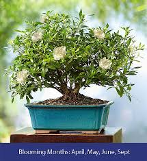 The graceful bonsai is the embodiment of an ancient art form in perfect miniature. Gardenia Bonsai 6 Year Specimen 1800flowers Com 101292