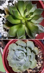 Maybe you would like to learn more about one of these? Need Advice For My Echeveria Rose Cactus And Black Prince