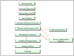 Image result for Stroke Pathophysiology