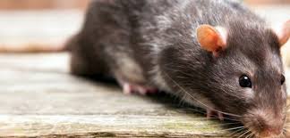 Potenzielle nahrungsquellen im und um das haus herum beseitigen. Ratten Im Haus Bekampfen Erfahren Sie Hier Was Wirklich Hilft