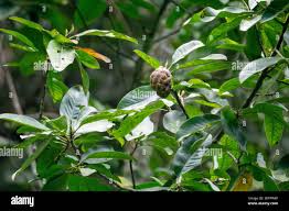 Image result for Annonaceae